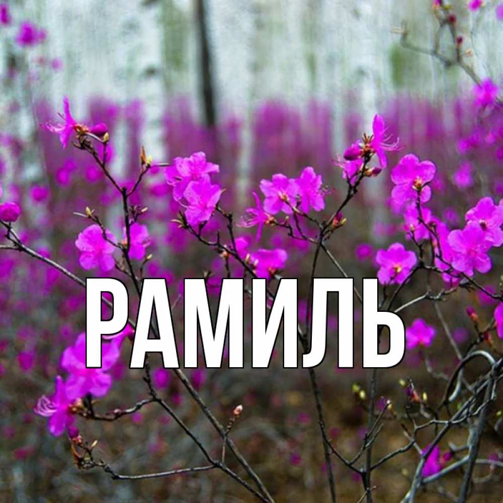 Открытка на каждый день с именем, Рамиль Главная дикие цветы Прикольная открытка с пожеланием онлайн скачать бесплатно 