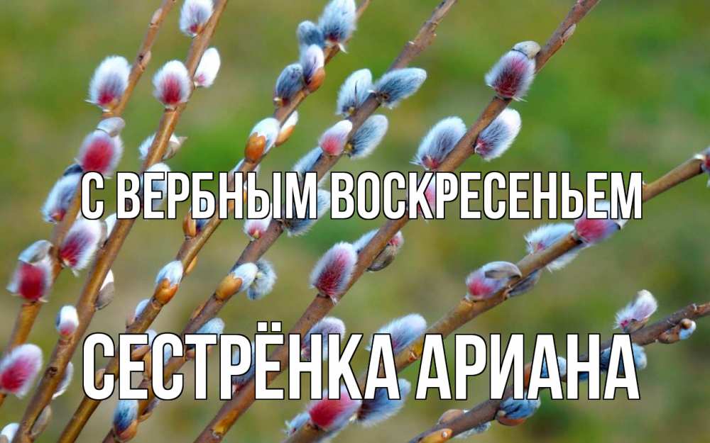 Открытка на каждый день с именем, Сестрёнка-Ариана С вербным воскресеньем верба Прикольная открытка с пожеланием онлайн скачать бесплатно 