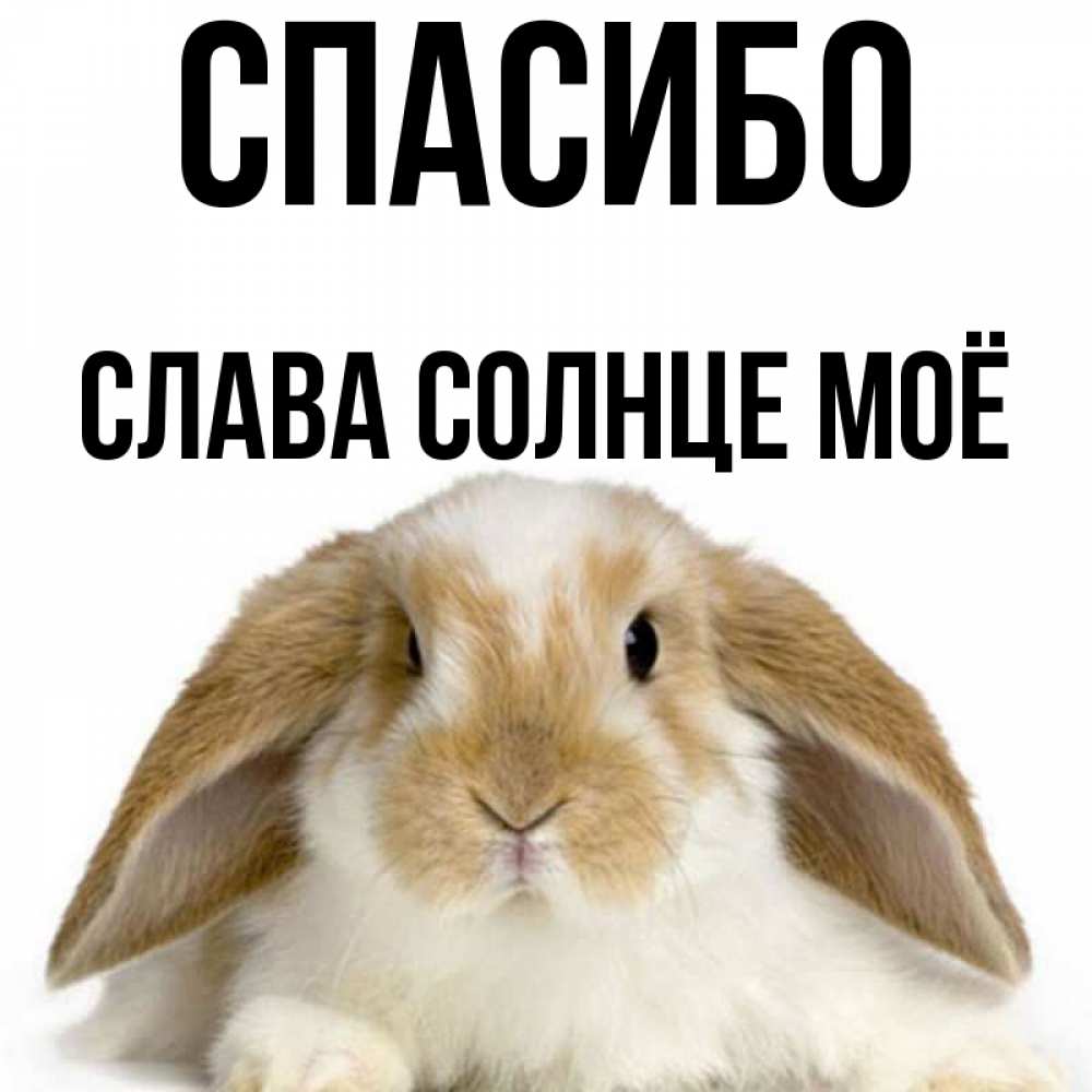Прикольные Картинки С Именем Слава