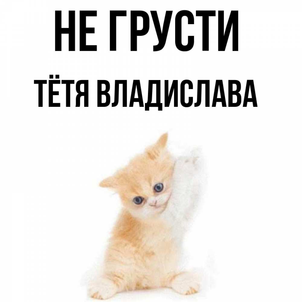 Открытка на каждый день с именем, Тётя-Владислава Не грусти просящий кот Прикольная открытка с пожеланием онлайн скачать бесплатно 