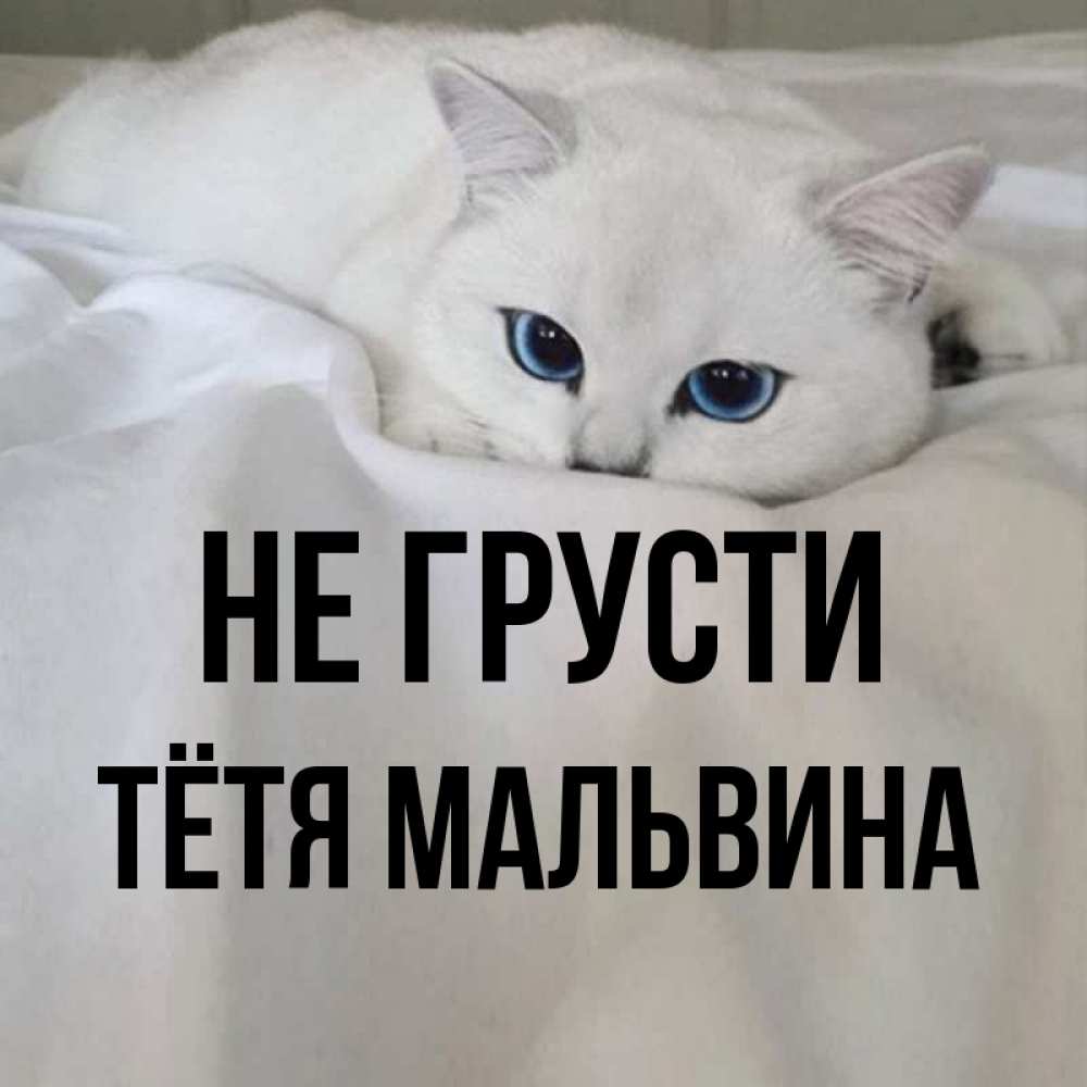 Открытка на каждый день с именем, Тётя-Мальвина Не грусти Голубоглазая кошка Прикольная открытка с пожеланием онлайн скачать бесплатно 
