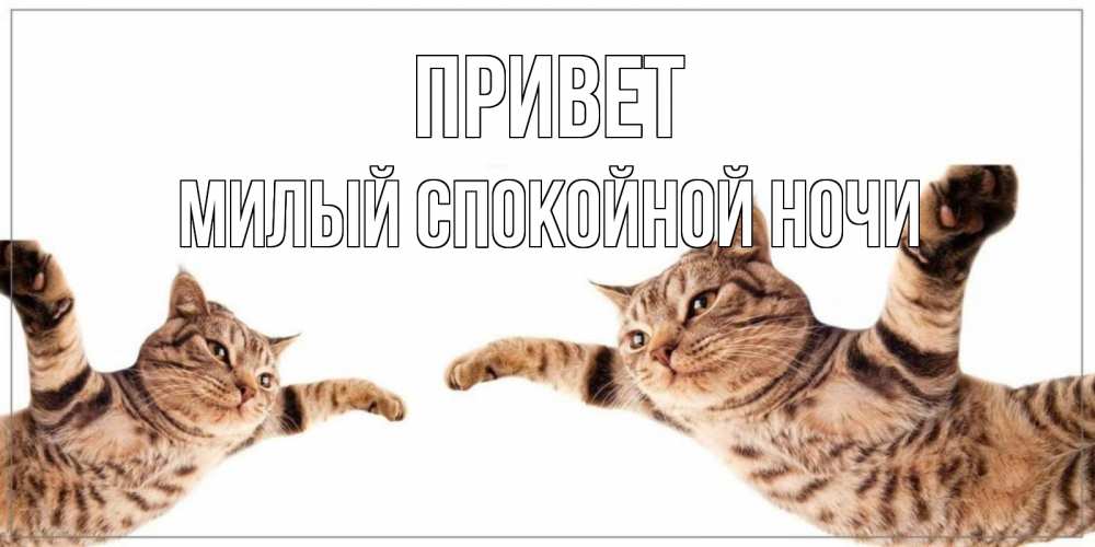 Открытка на каждый день с именем, Милый-спокойной-ночи Привет кот Прикольная открытка с пожеланием онлайн скачать бесплатно 