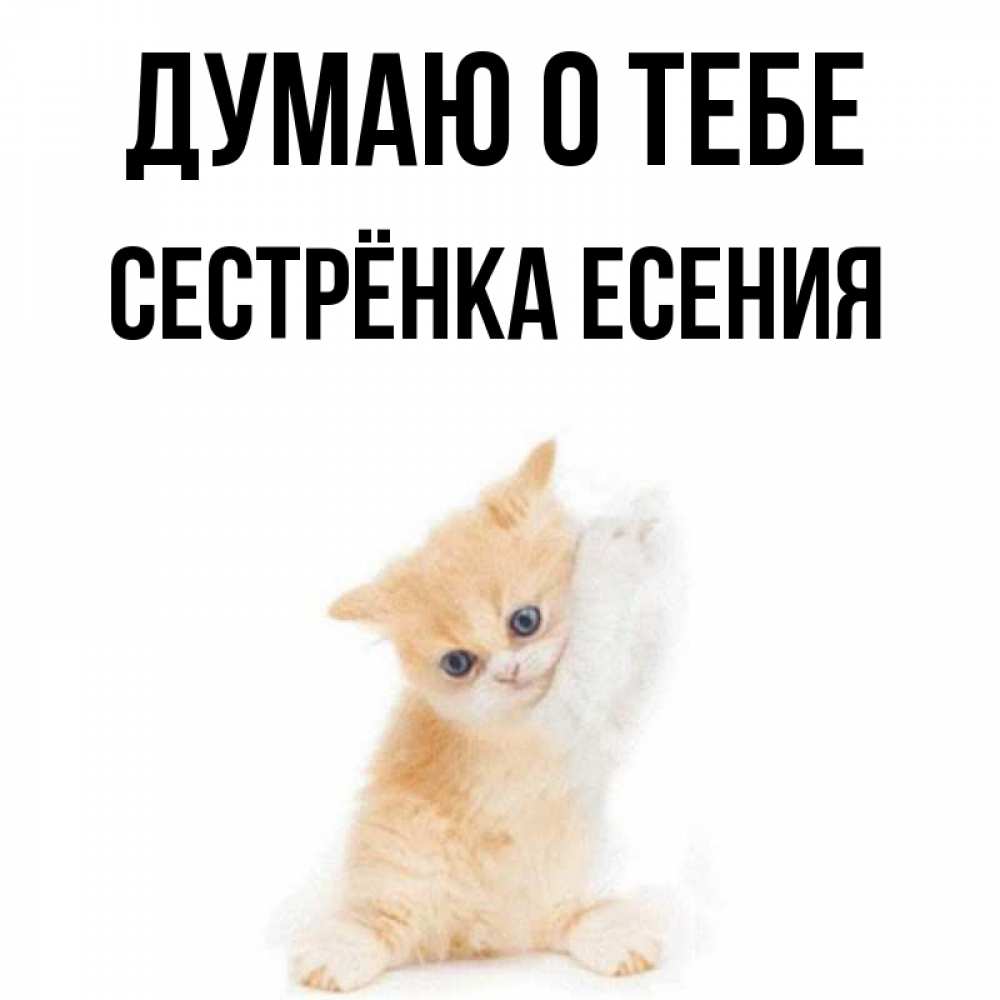 Открытка на каждый день с именем, Сестрёнка-Есения Думаю о тебе зверушки и милота Прикольная открытка с пожеланием онлайн скачать бесплатно 