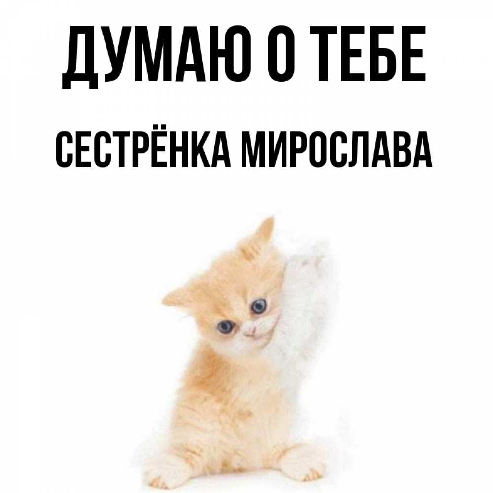 Открытка на каждый день с именем, Сестрёнка-Мирослава Думаю о тебе зверушки и милота Прикольная открытка с пожеланием онлайн скачать бесплатно 
