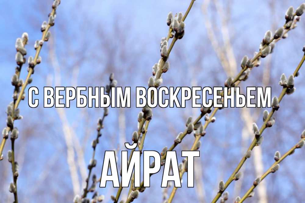 Открытка на каждый день с именем, Айрат С вербным воскресеньем верба Прикольная открытка с пожеланием онлайн скачать бесплатно 