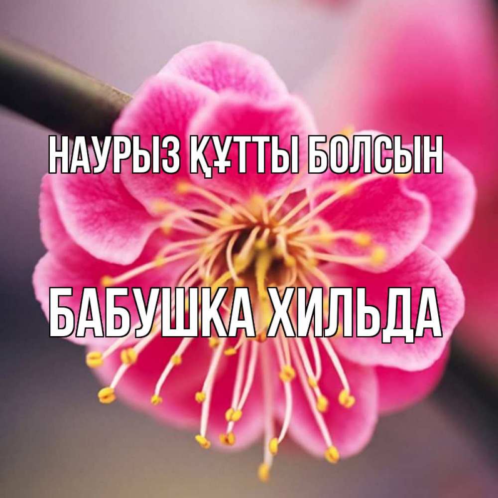 Открытка на каждый день с именем, Бабушка-Хильда Наурыз құтты болсын цветы Прикольная открытка с пожеланием онлайн скачать бесплатно 