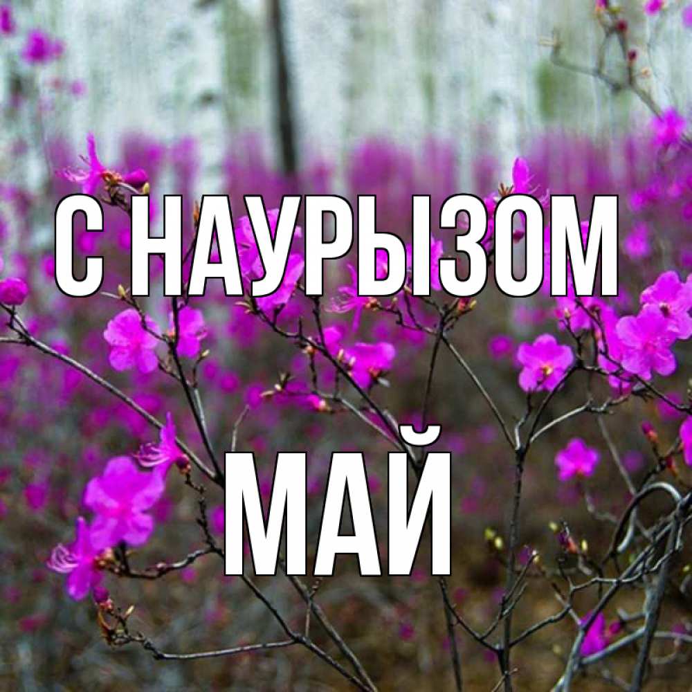 Открытка на каждый день с именем, Май С наурызом дикие цветы Прикольная открытка с пожеланием онлайн скачать бесплатно 