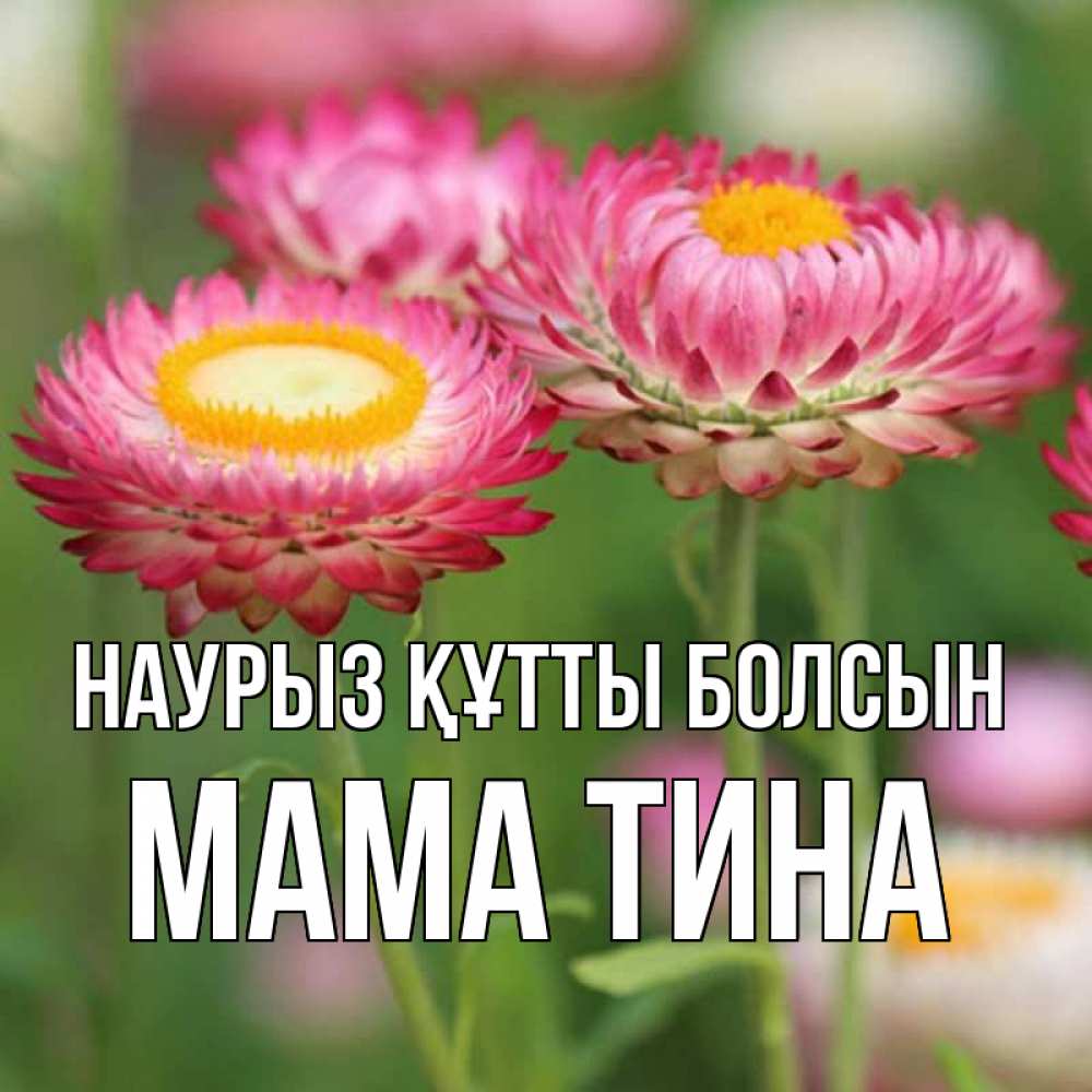 Открытка на каждый день с именем, Мама-Тина Наурыз құтты болсын подарок на международный женский день Прикольная открытка с пожеланием онлайн скачать бесплатно 