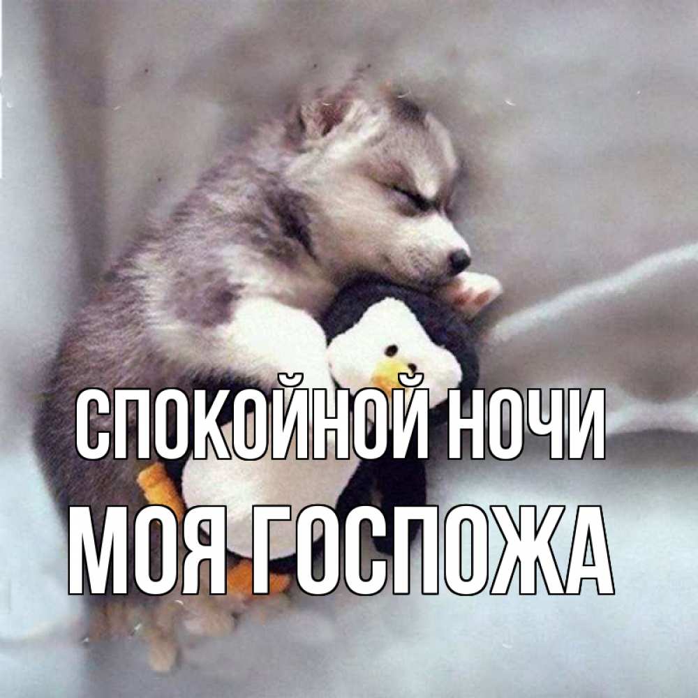 Открытка на каждый день с именем, Моя-Госпожа Спокойной ночи обнимашки щенка и пингвина Прикольная открытка с пожеланием онлайн скачать бесплатно 