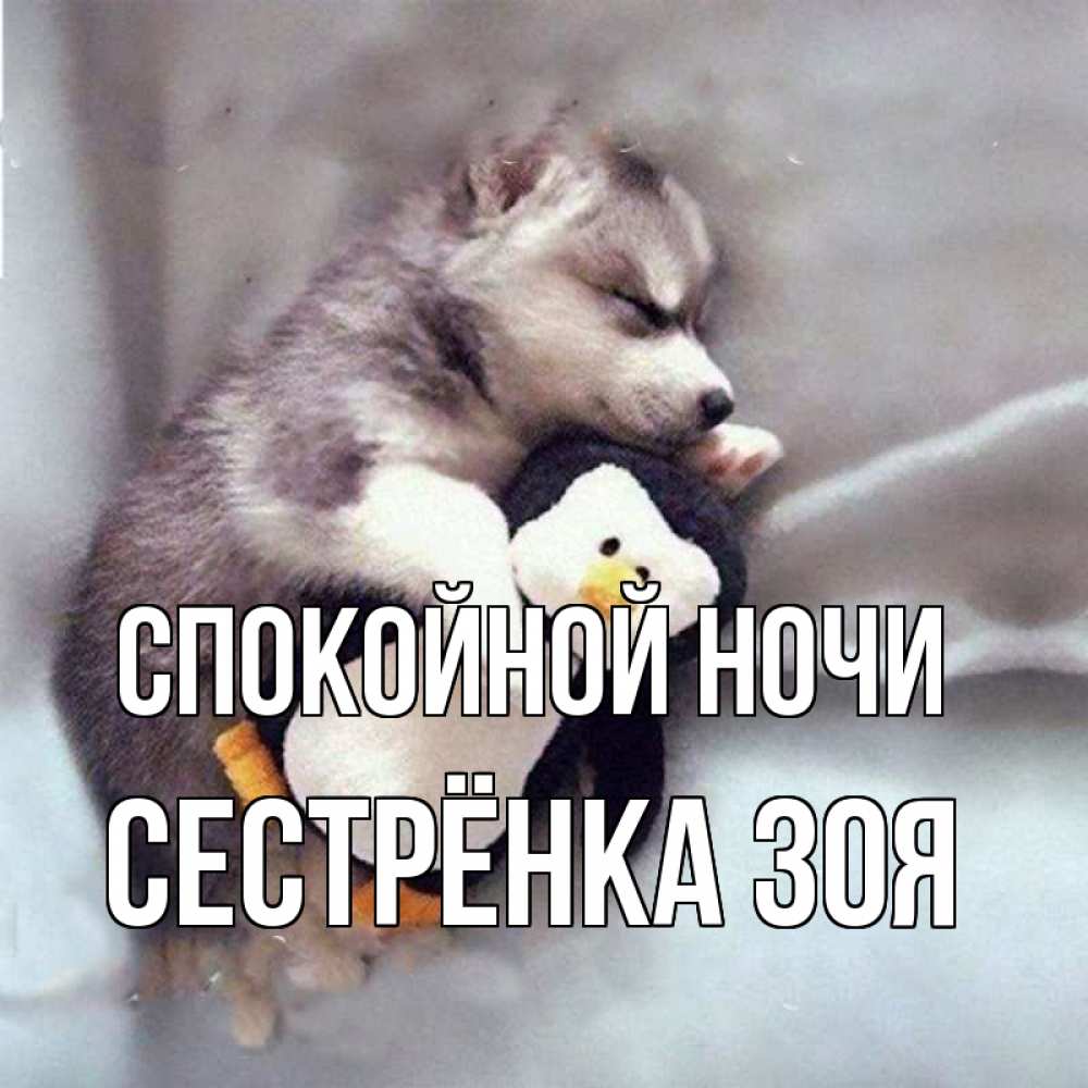 Открытка на каждый день с именем, Сестрёнка-Зоя Спокойной ночи обнимашки щенка и пингвина Прикольная открытка с пожеланием онлайн скачать бесплатно 