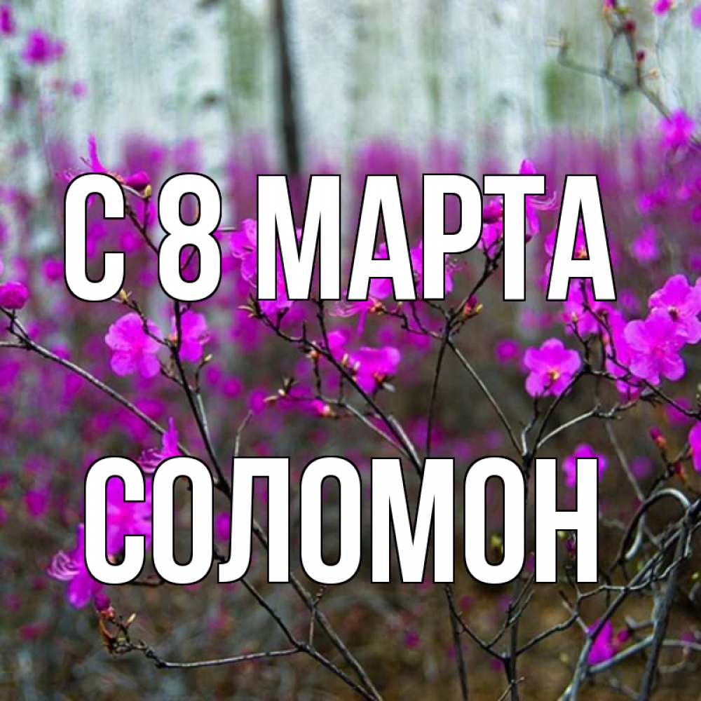 Открытка на каждый день с именем, Соломон С 8 МАРТА дикие цветы Прикольная открытка с пожеланием онлайн скачать бесплатно 