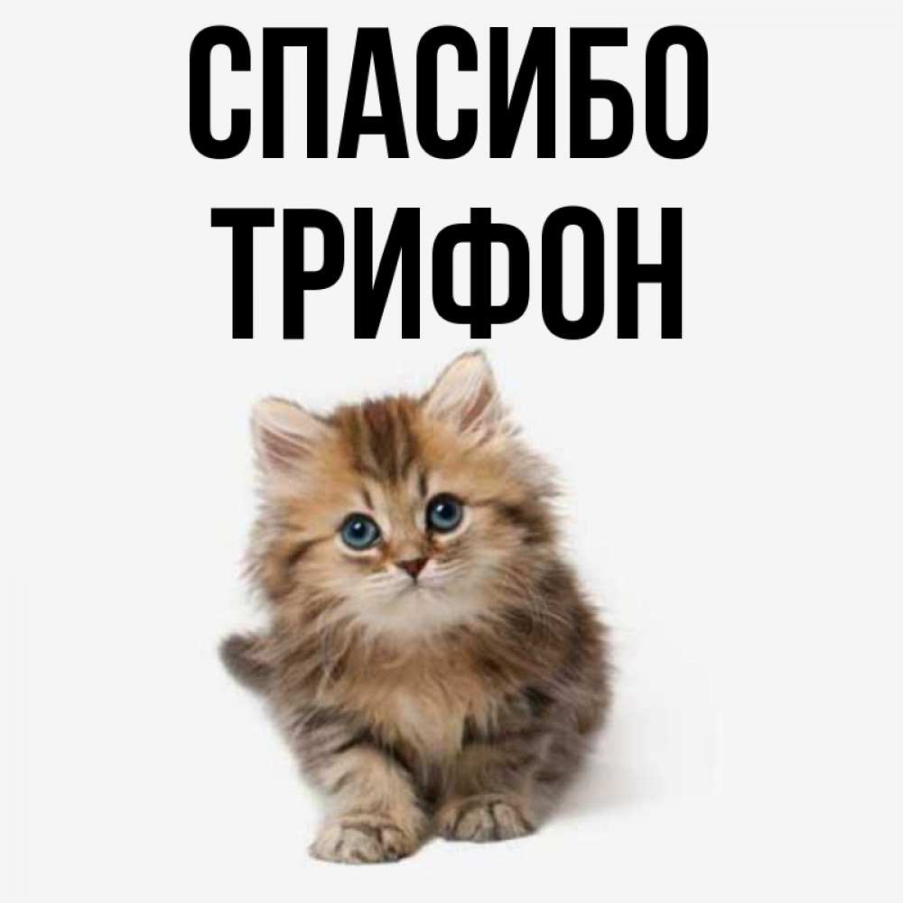 Открытка на каждый день с именем, Трифон Спасибо пушистый котик Прикольная открытка с пожеланием онлайн скачать бесплатно 