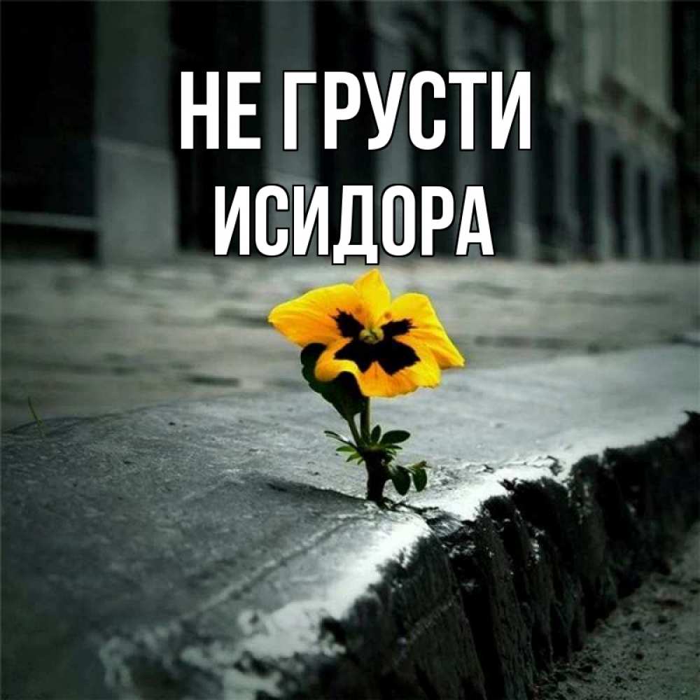 Открытка на каждый день с именем, Исидора Не грусти не сдавайся Прикольная открытка с пожеланием онлайн скачать бесплатно 