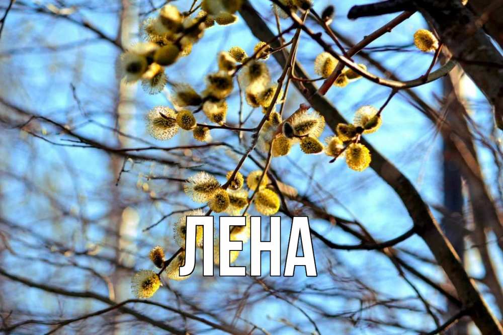 Открытка на каждый день с именем, Лена Главная верба Прикольная открытка с пожеланием онлайн скачать бесплатно 