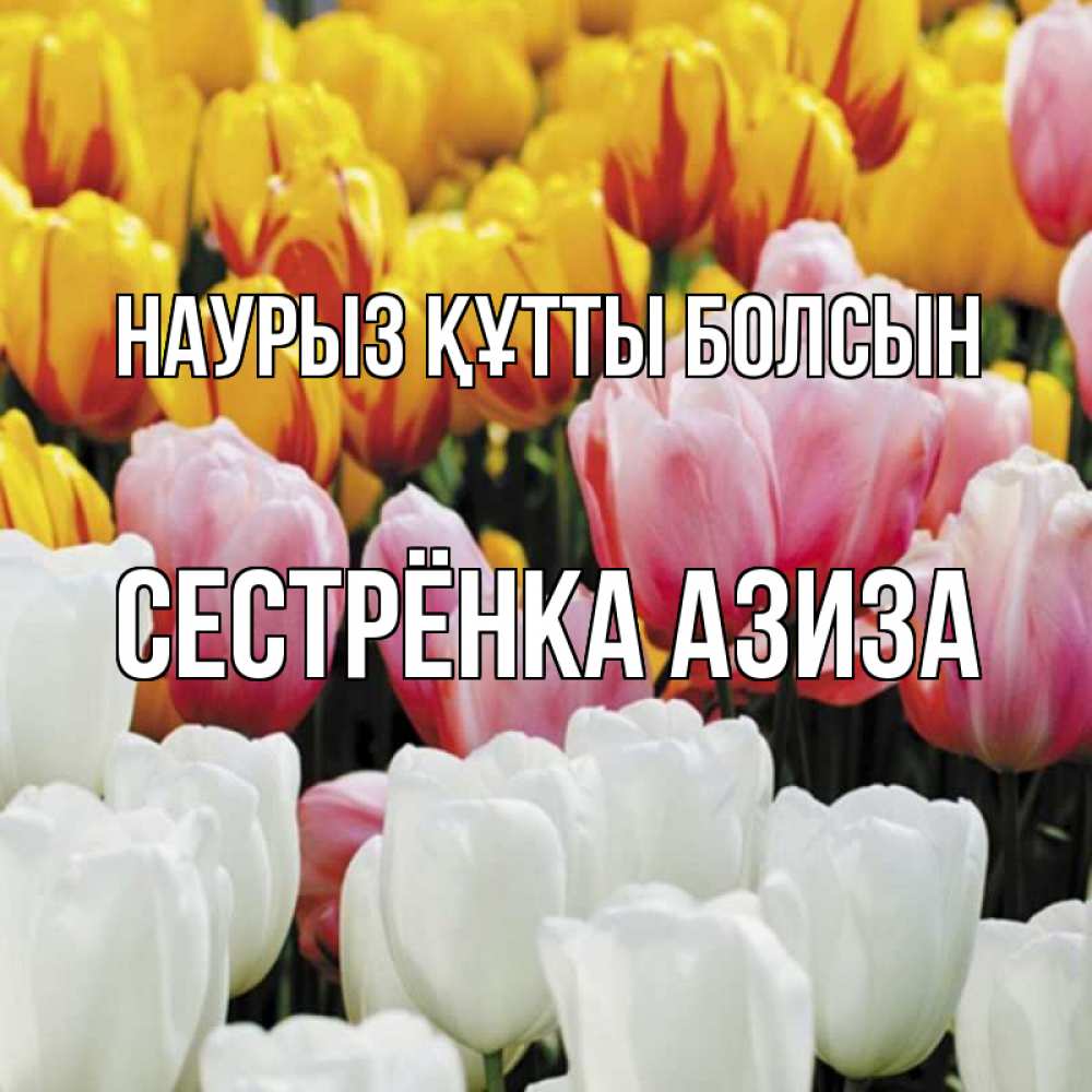 Открытка на каждый день с именем, Сестрёнка-Азиза Наурыз құтты болсын разноцветные цветы Прикольная открытка с пожеланием онлайн скачать бесплатно 