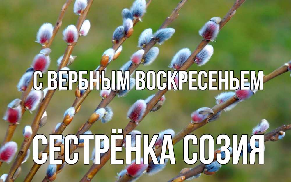 Открытка на каждый день с именем, Сестрёнка-Созия С вербным воскресеньем верба Прикольная открытка с пожеланием онлайн скачать бесплатно 