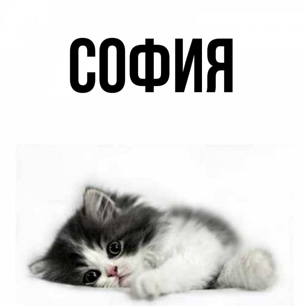 Открытка на каждый день с именем, София Главная кот лапки Прикольная открытка с пожеланием онлайн скачать бесплатно 