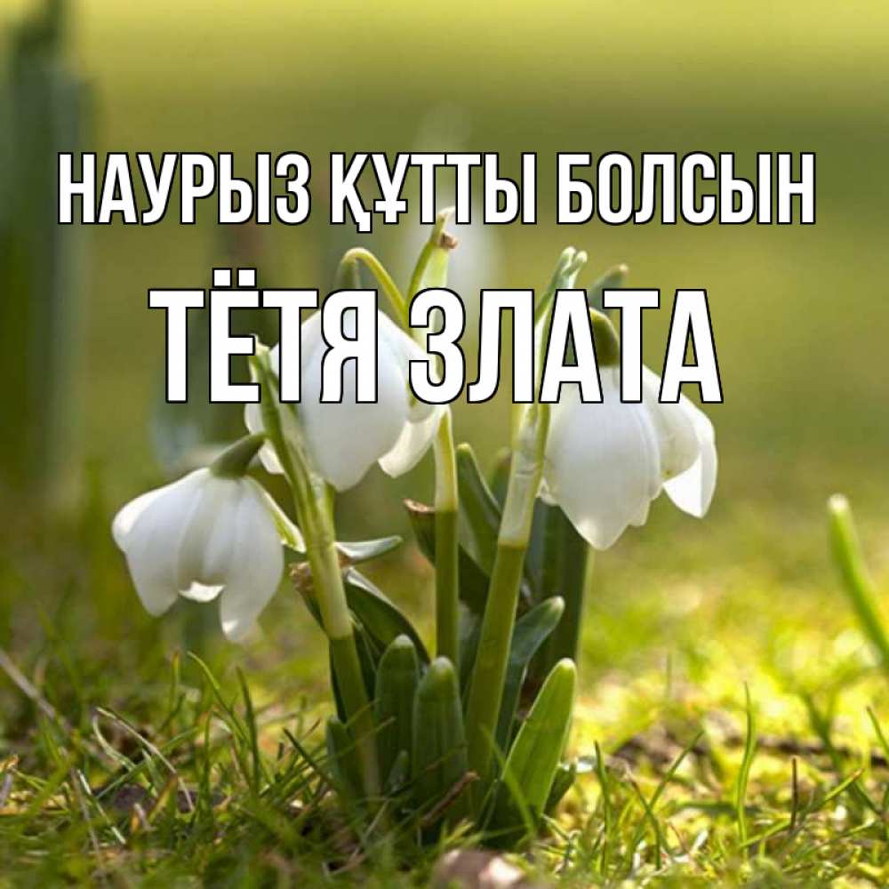 Открытка на каждый день с именем, Тётя-Злата Наурыз құтты болсын ранние цветы 2 Прикольная открытка с пожеланием онлайн скачать бесплатно 