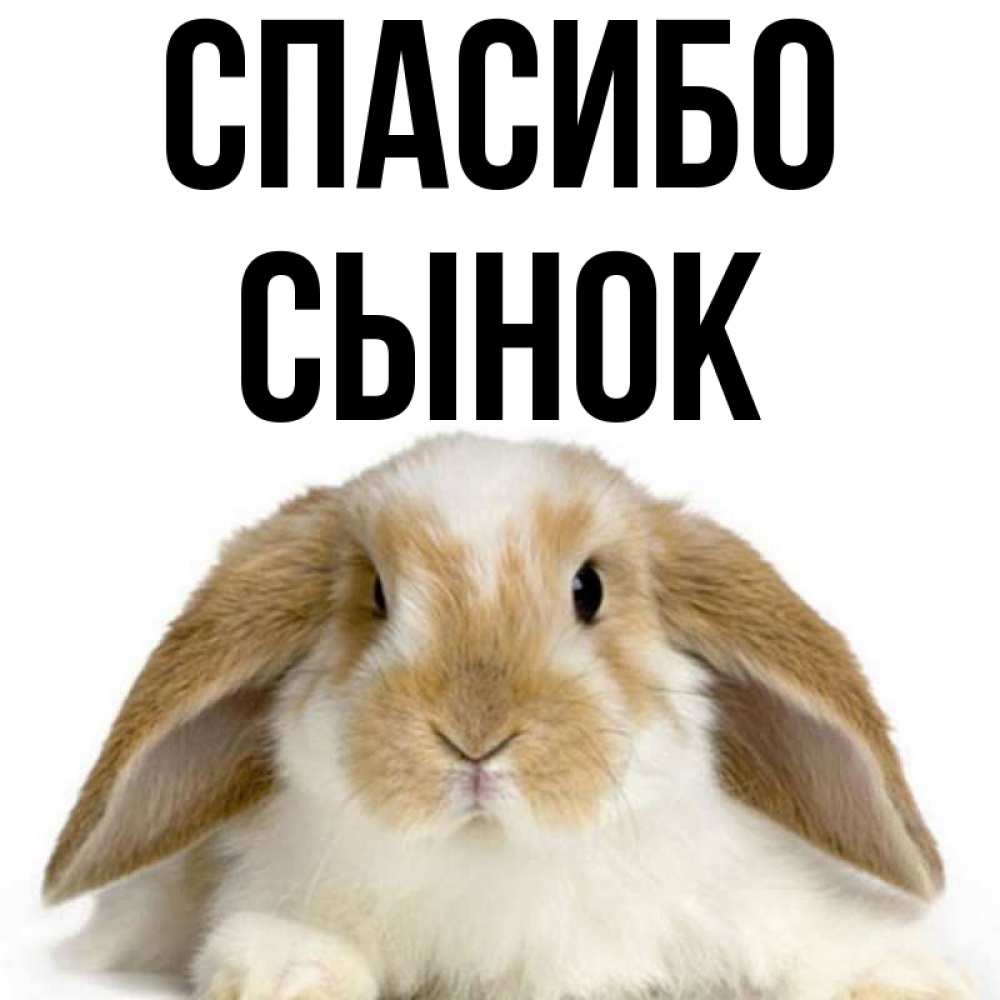 Спасибо сыночек картинки