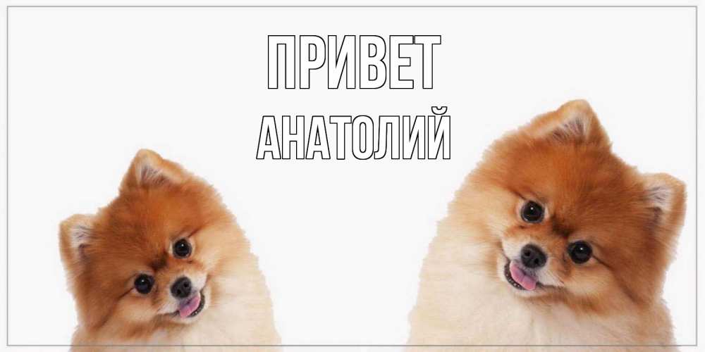 Открытка на каждый день с именем, Анатолий Привет привет Прикольная открытка с пожеланием онлайн скачать бесплатно 