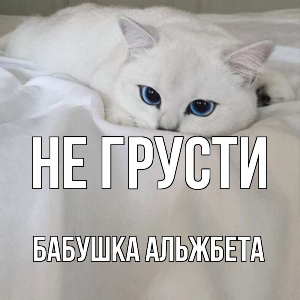 Открытка на каждый день с именем, Бабушка-Альжбета Не грусти белый кот с голубыми глазами на белоснежной кровати Прикольная открытка с пожеланием онлайн скачать бесплатно 