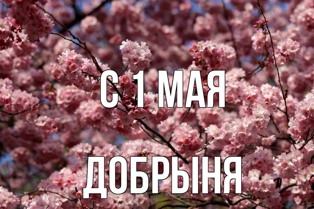Открытка на каждый день с именем, Добрыня С 1 мая С 1 мая Прикольная открытка с пожеланием онлайн скачать бесплатно 