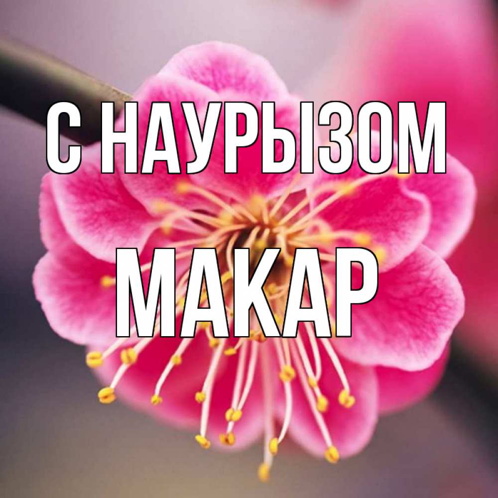 Открытка на каждый день с именем, Макар С наурызом цветы Прикольная открытка с пожеланием онлайн скачать бесплатно 