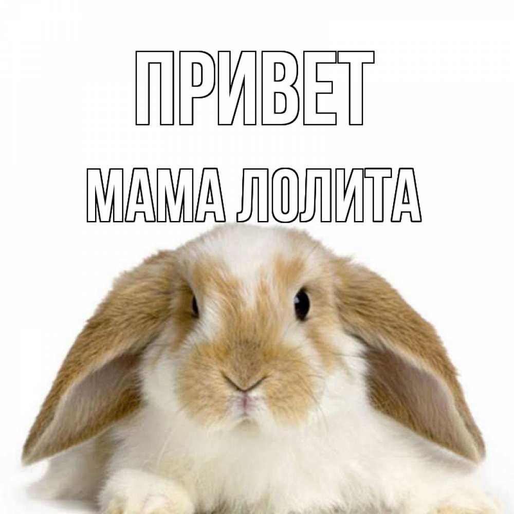 Открытка на каждый день с именем, Мама-Лолита Привет с животными Прикольная открытка с пожеланием онлайн скачать бесплатно 