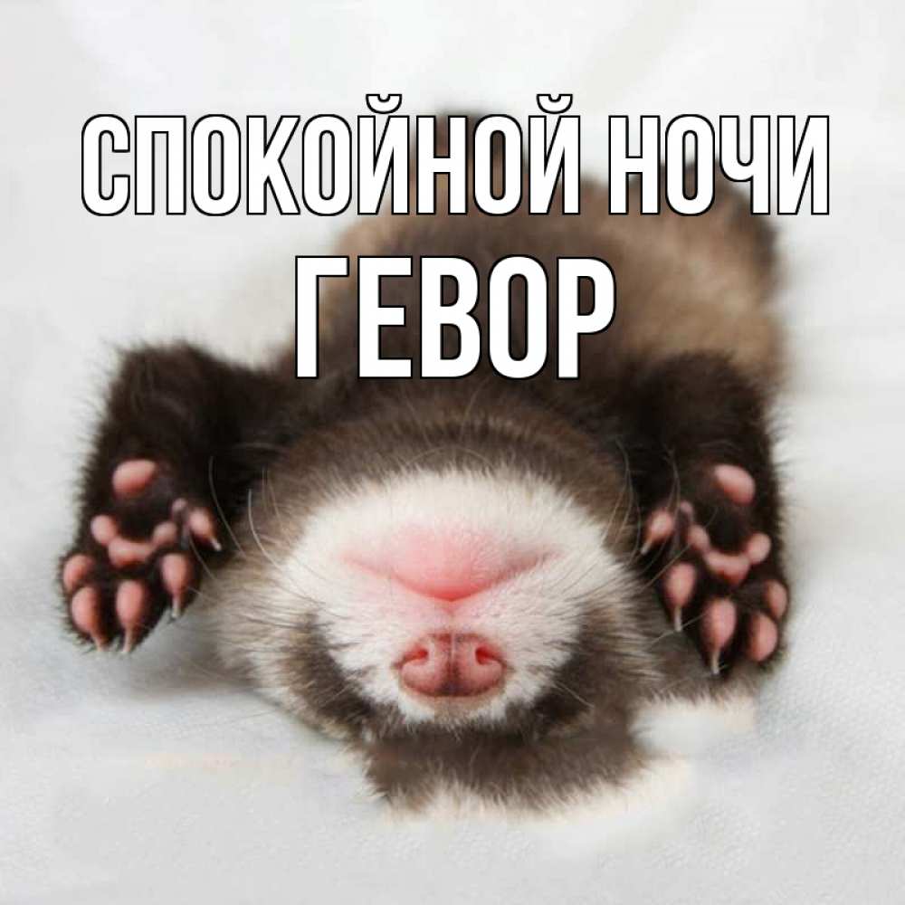 Открытка на каждый день с именем, Гевор Спокойной ночи зверек Прикольная открытка с пожеланием онлайн скачать бесплатно 