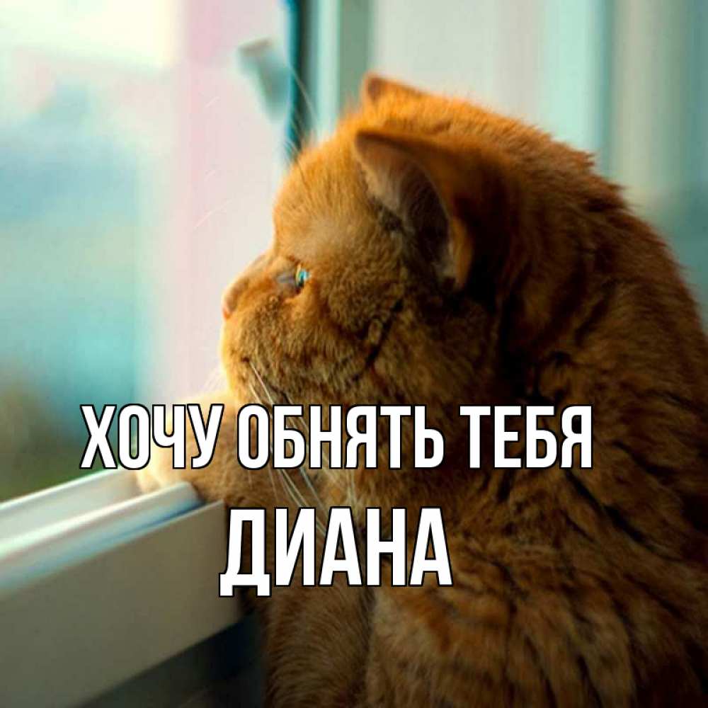 Открытка на каждый день с именем, Диана Хочу обнять тебя большой огромный рыжий котяра Прикольная открытка с пожеланием онлайн скачать бесплатно 