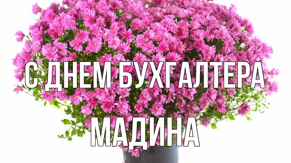 Открытка на каждый день с именем, Мадина С днем бухгалтера с днем бухгалтера Прикольная открытка с пожеланием онлайн скачать бесплатно 