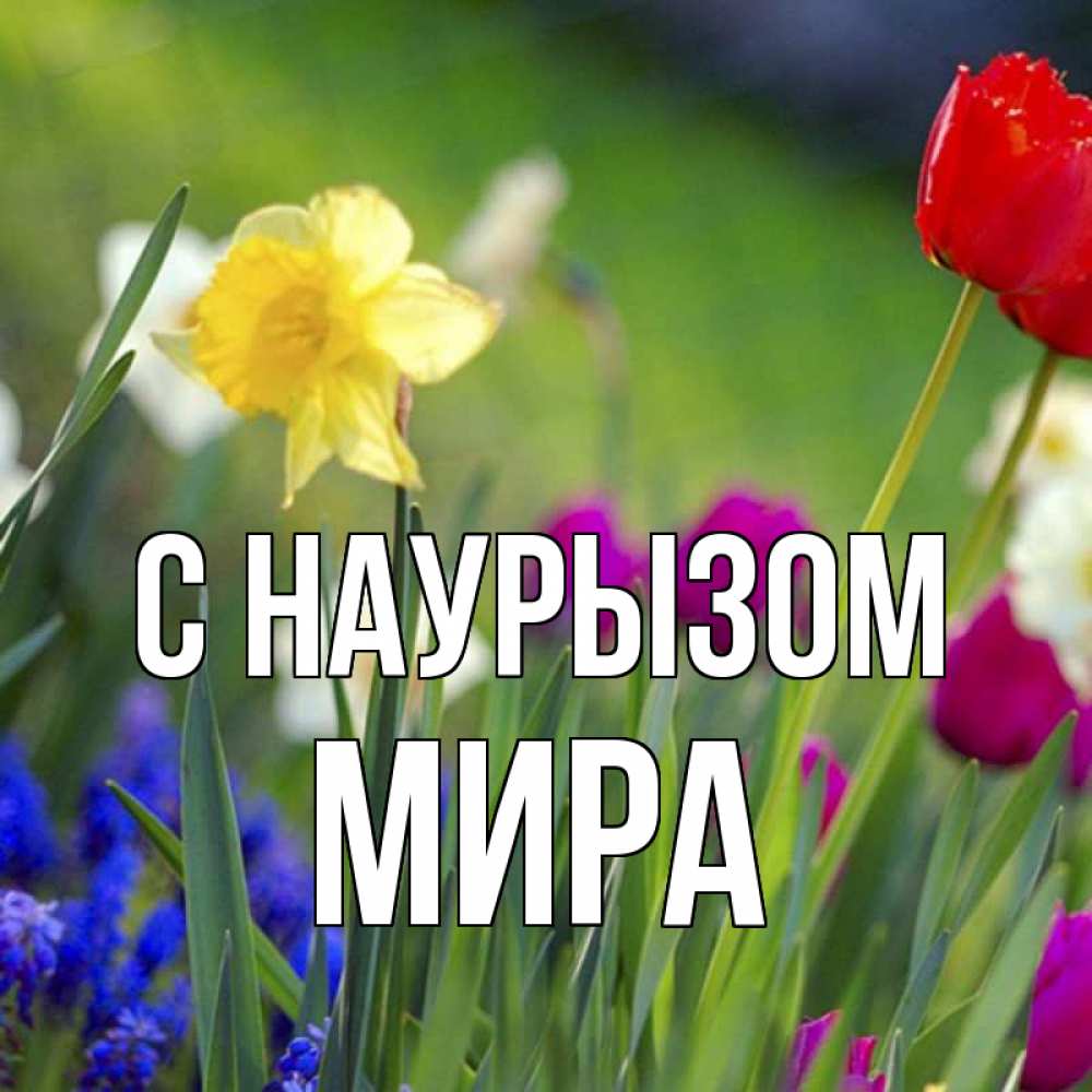 Открытка на каждый день с именем, Мира С наурызом праздник весны наурыз 3 Прикольная открытка с пожеланием онлайн скачать бесплатно 