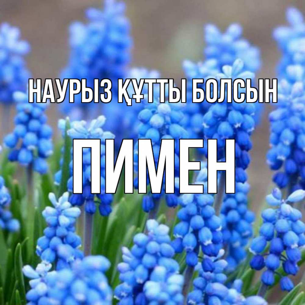 Открытка на каждый день с именем, Пимен Наурыз құтты болсын Поздравительная открытка для женщин с цветами на праздничную дату Прикольная открытка с пожеланием онлайн скачать бесплатно 