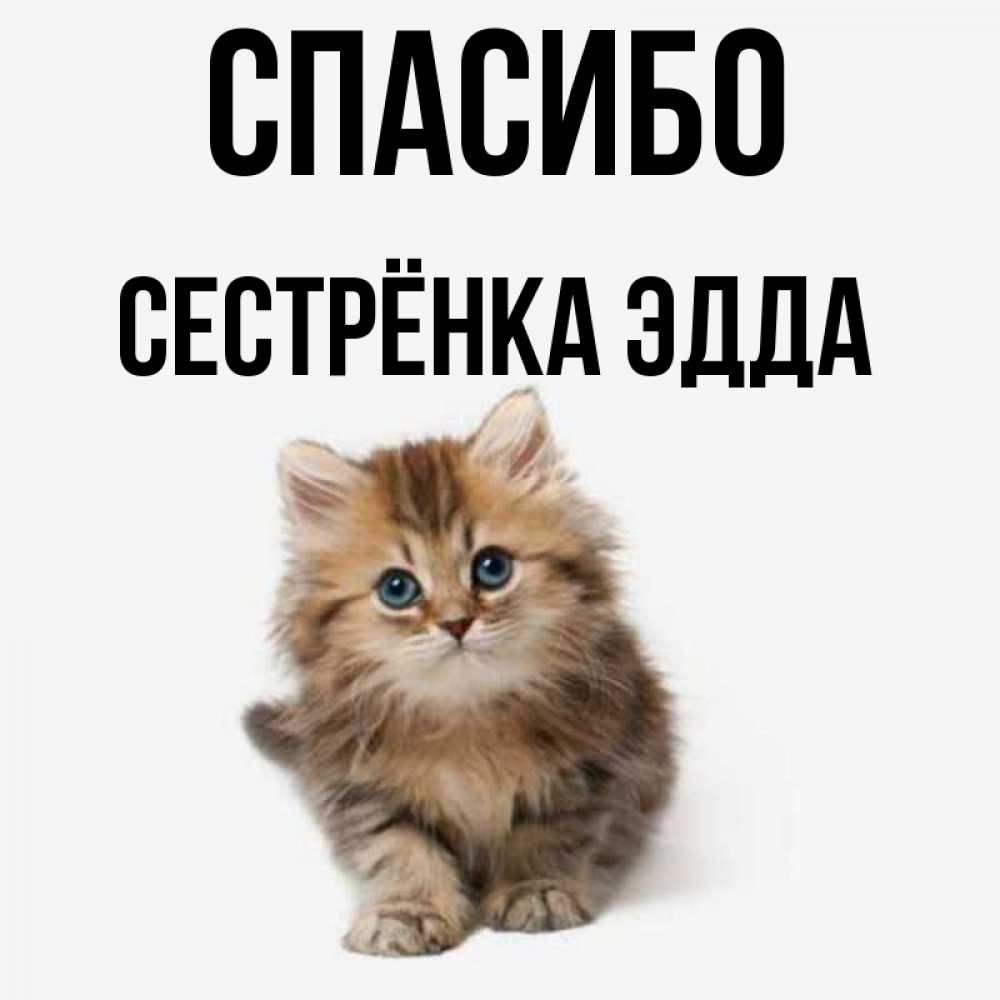Открытка на каждый день с именем, Сестрёнка-Эдда Спасибо пушистый котик Прикольная открытка с пожеланием онлайн скачать бесплатно 