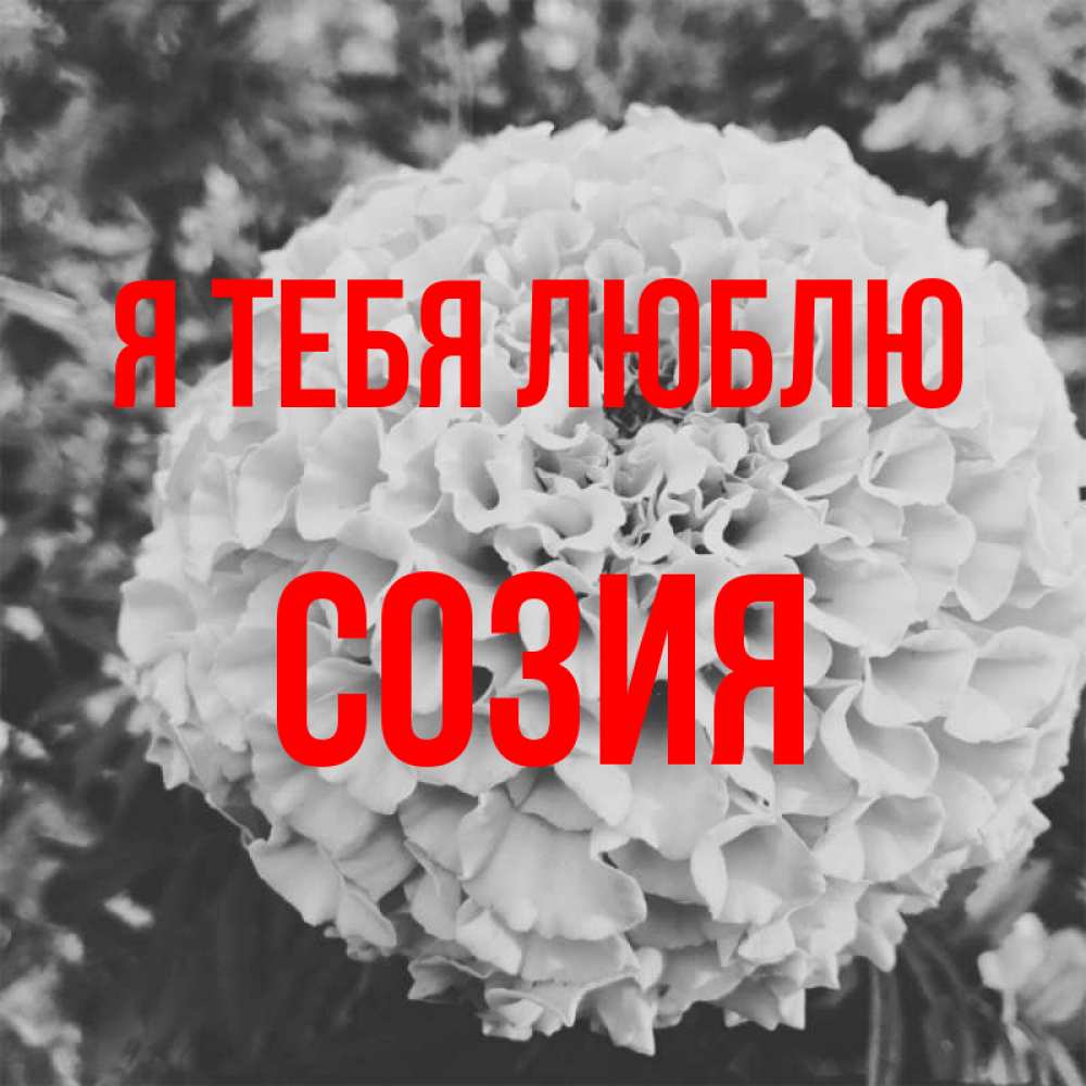 Открытка на каждый день с именем, Созия Я тебя люблю подпись Прикольная открытка с пожеланием онлайн скачать бесплатно 