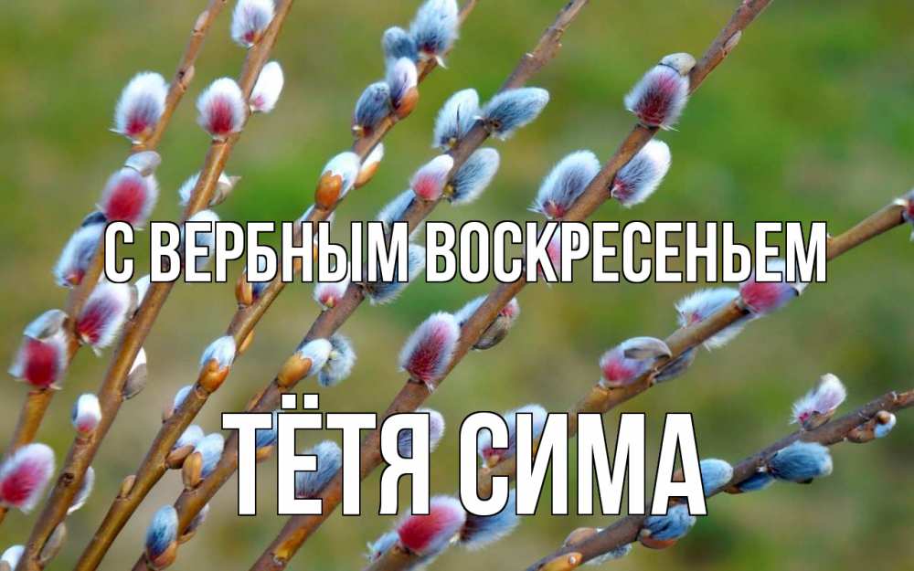 Открытка на каждый день с именем, Тётя-Сима С вербным воскресеньем верба Прикольная открытка с пожеланием онлайн скачать бесплатно 