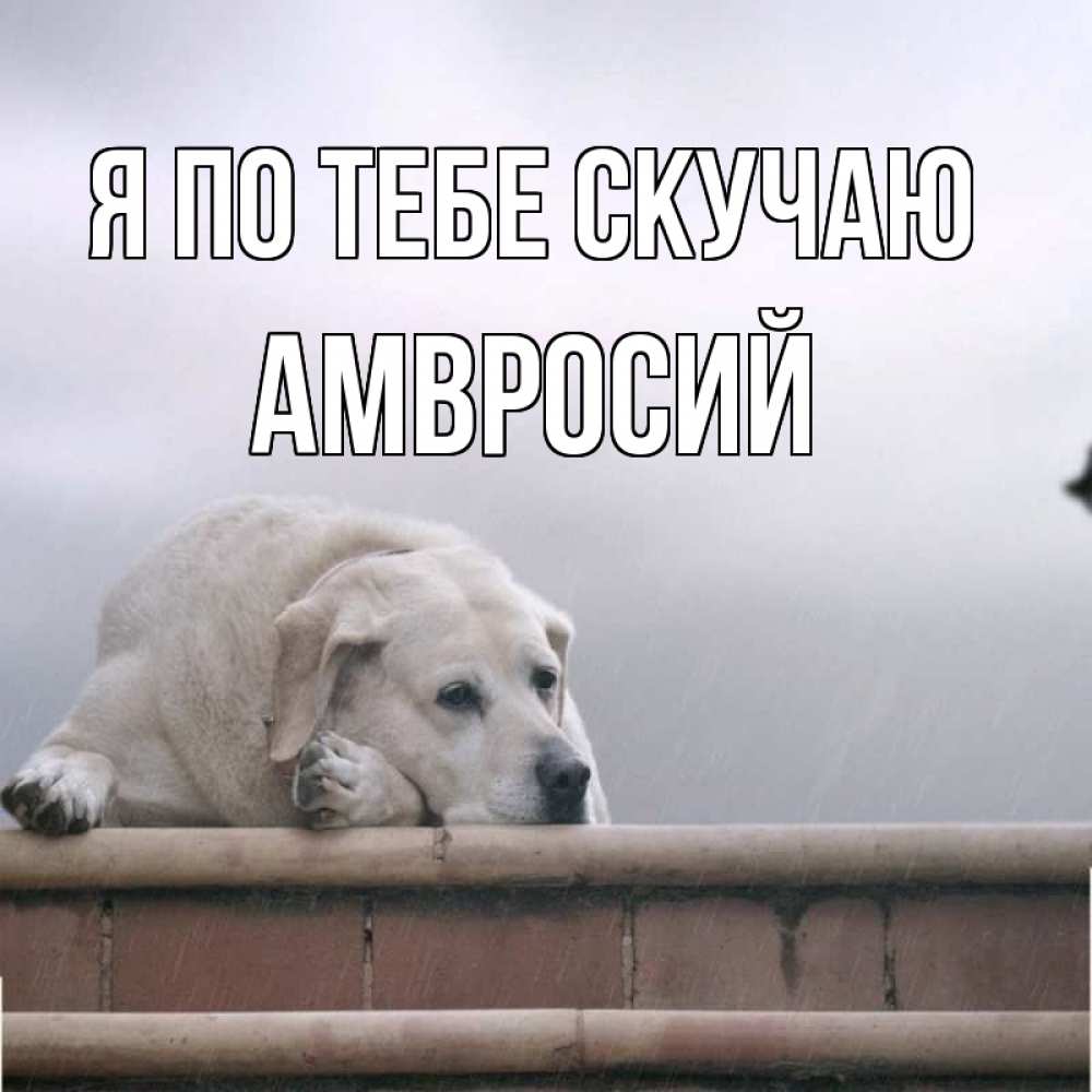 Открытка на каждый день с именем, Амвросий Я по тебе скучаю ждет Прикольная открытка с пожеланием онлайн скачать бесплатно 