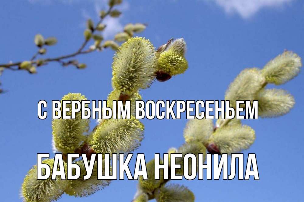 Открытка на каждый день с именем, Бабушка-Неонила С вербным воскресеньем верба Прикольная открытка с пожеланием онлайн скачать бесплатно 