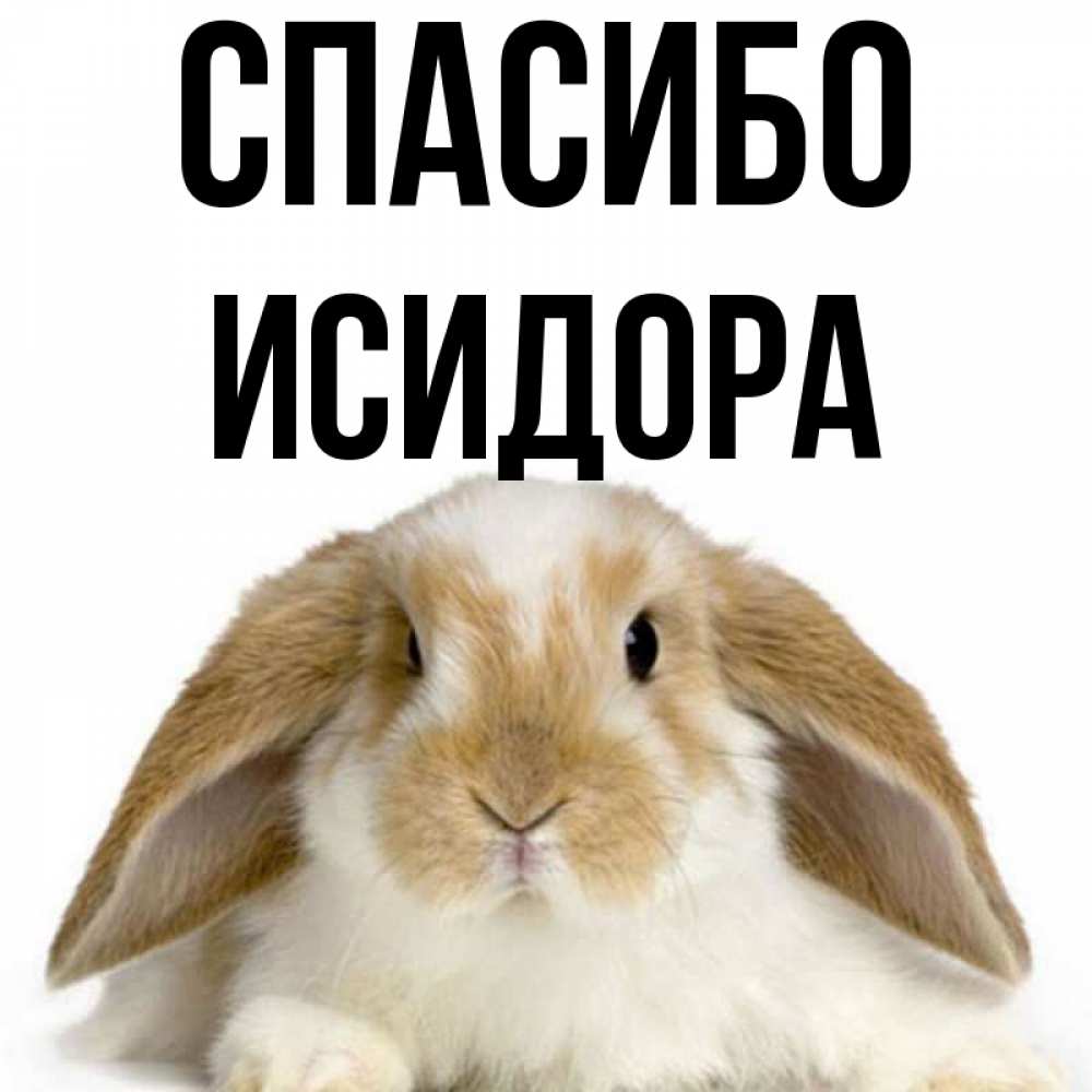 Открытка на каждый день с именем, Исидора Спасибо коричнево белый заяц Прикольная открытка с пожеланием онлайн скачать бесплатно 