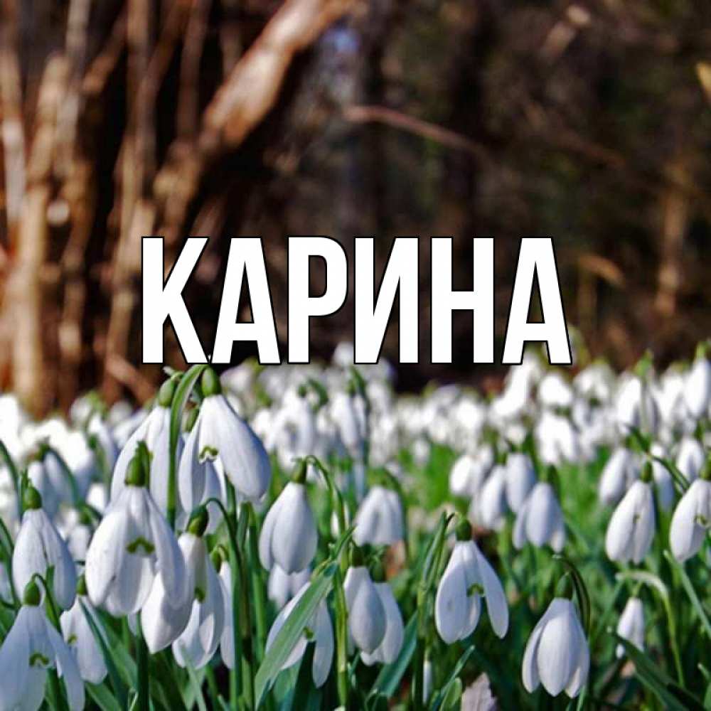 Открытка на каждый день с именем, Карина Главная с подснежниками 1 Прикольная открытка с пожеланием онлайн скачать бесплатно 