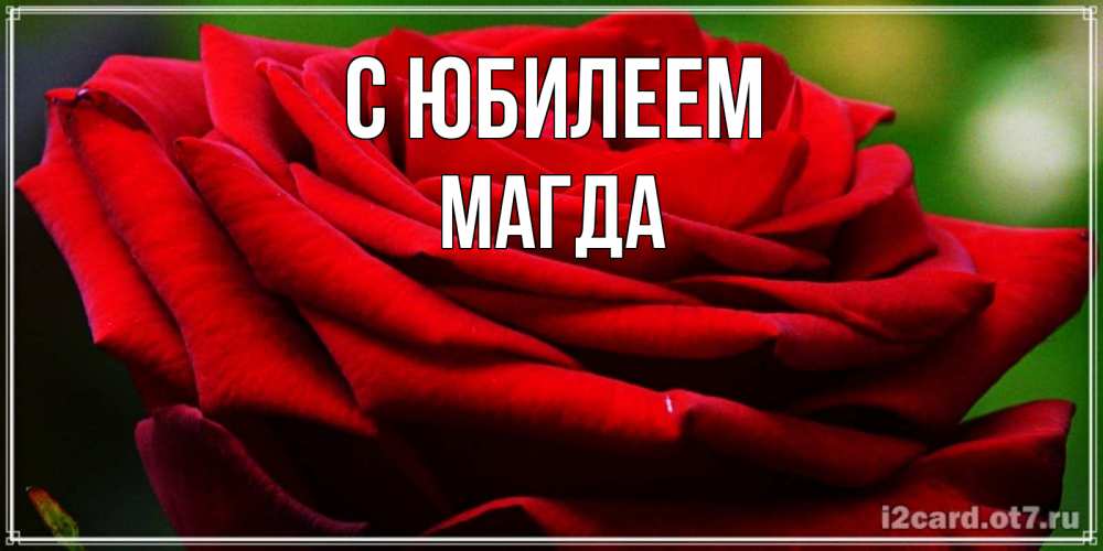 Открытка на каждый день с именем, Магда С юбилеем розочка очень красивая Прикольная открытка с пожеланием онлайн скачать бесплатно 