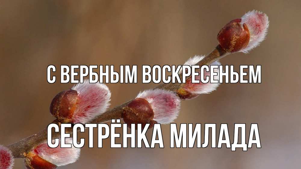 Открытка на каждый день с именем, Сестрёнка-Милада С вербным воскресеньем верба Прикольная открытка с пожеланием онлайн скачать бесплатно 