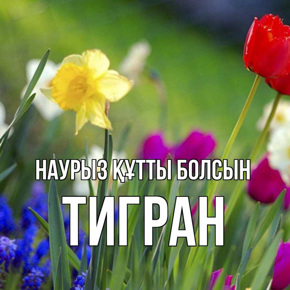 Открытка на каждый день с именем, Тигран Наурыз құтты болсын наурыз  3 открытки Прикольная открытка с пожеланием онлайн скачать бесплатно 