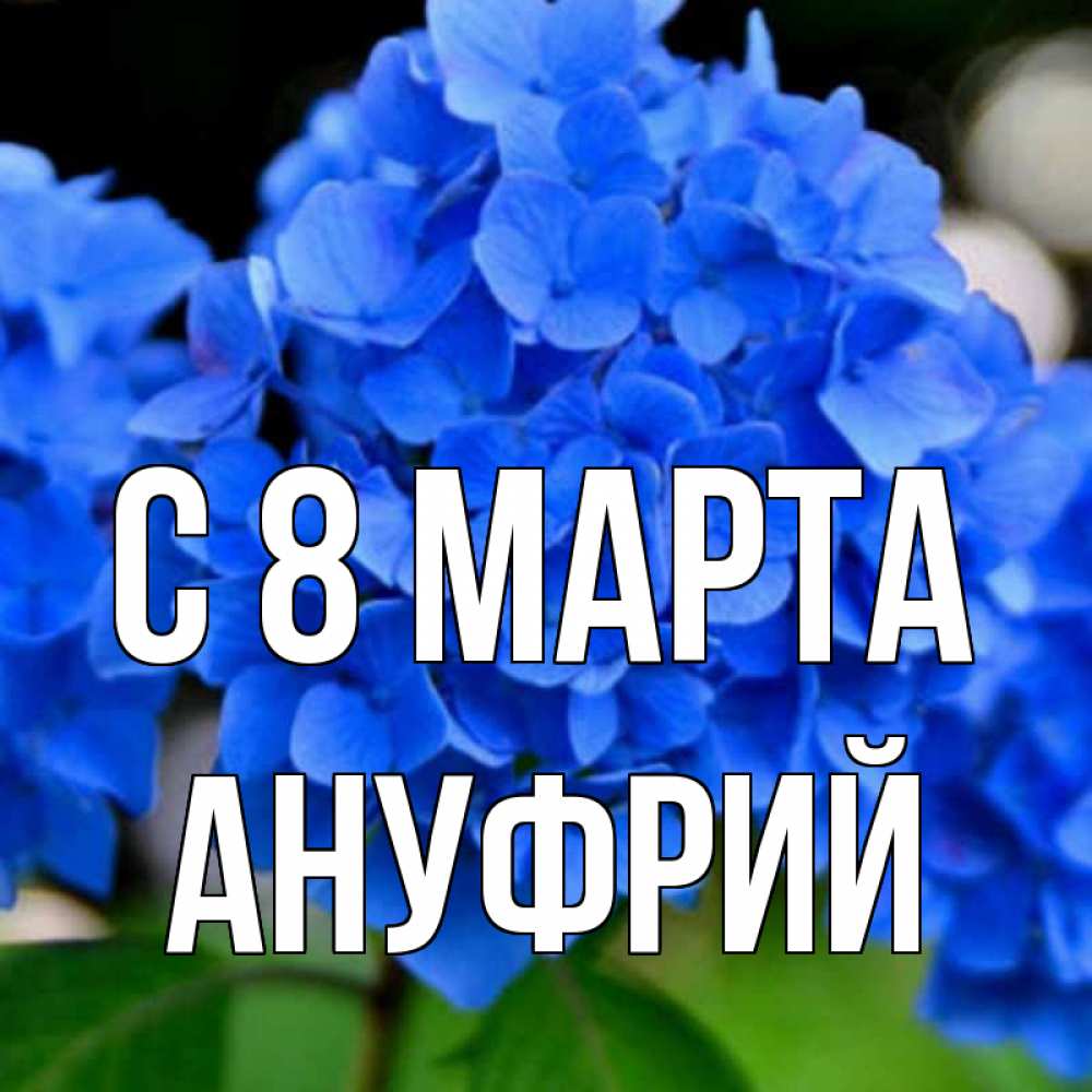 Открытка на каждый день с именем, Ануфрий С 8 МАРТА синие цветы Прикольная открытка с пожеланием онлайн скачать бесплатно 