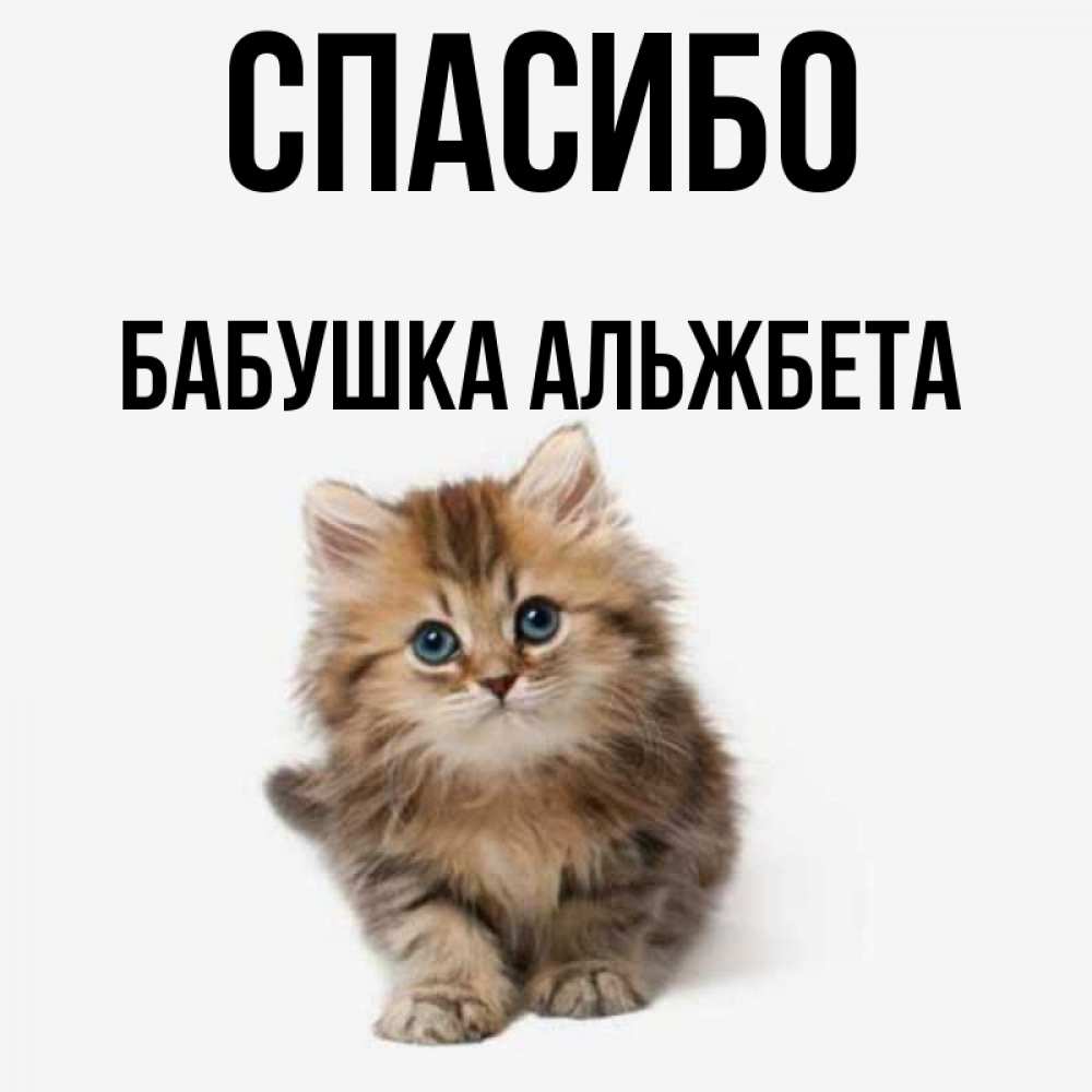 Открытка на каждый день с именем, Бабушка-Альжбета Спасибо пушистый котик Прикольная открытка с пожеланием онлайн скачать бесплатно 