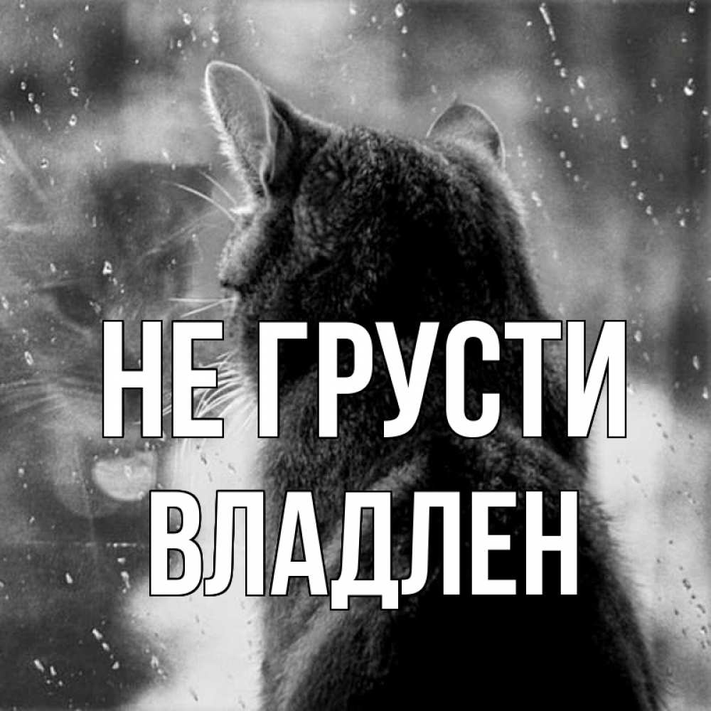 Открытка на каждый день с именем, Владлен Не грусти отражение кота 1 Прикольная открытка с пожеланием онлайн скачать бесплатно 