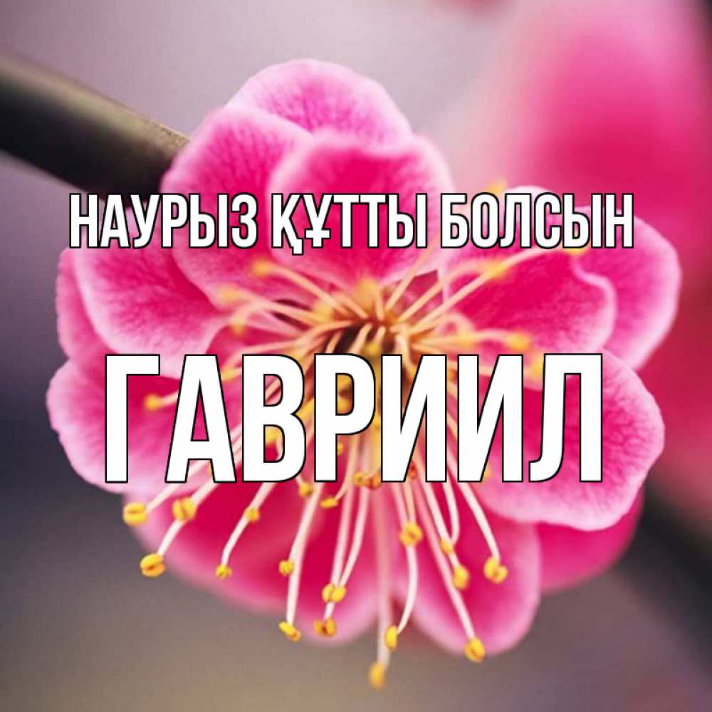 Открытка на каждый день с именем, Гавриил Наурыз құтты болсын цветы Прикольная открытка с пожеланием онлайн скачать бесплатно 