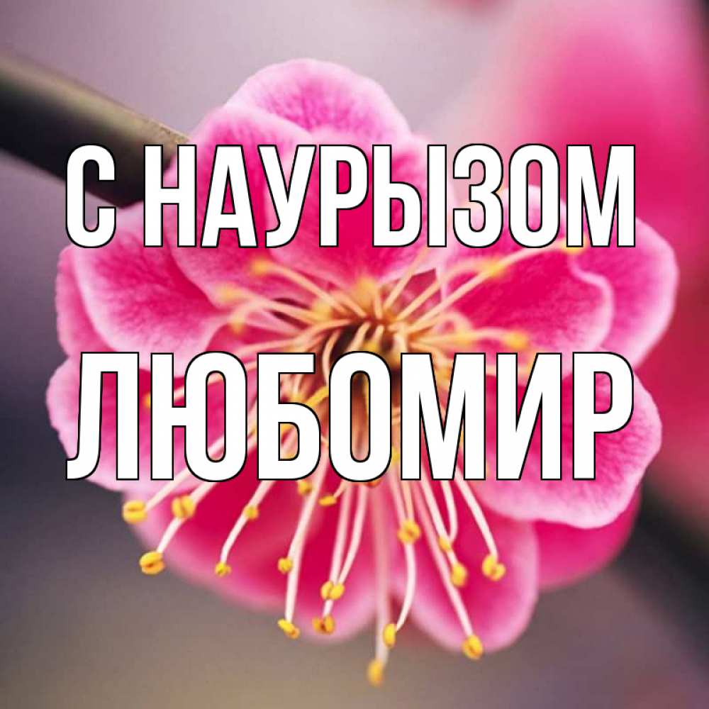 Открытка на каждый день с именем, Любомир С наурызом цветы Прикольная открытка с пожеланием онлайн скачать бесплатно 