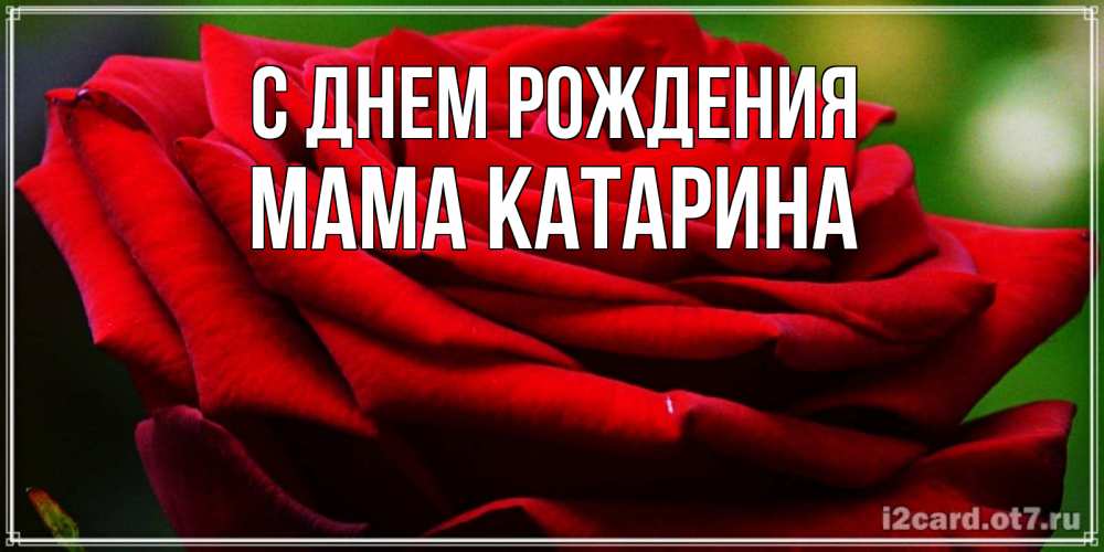 Открытка на каждый день с именем, Мама-Катарина С днем рождения розочка очень красивая Прикольная открытка с пожеланием онлайн скачать бесплатно 