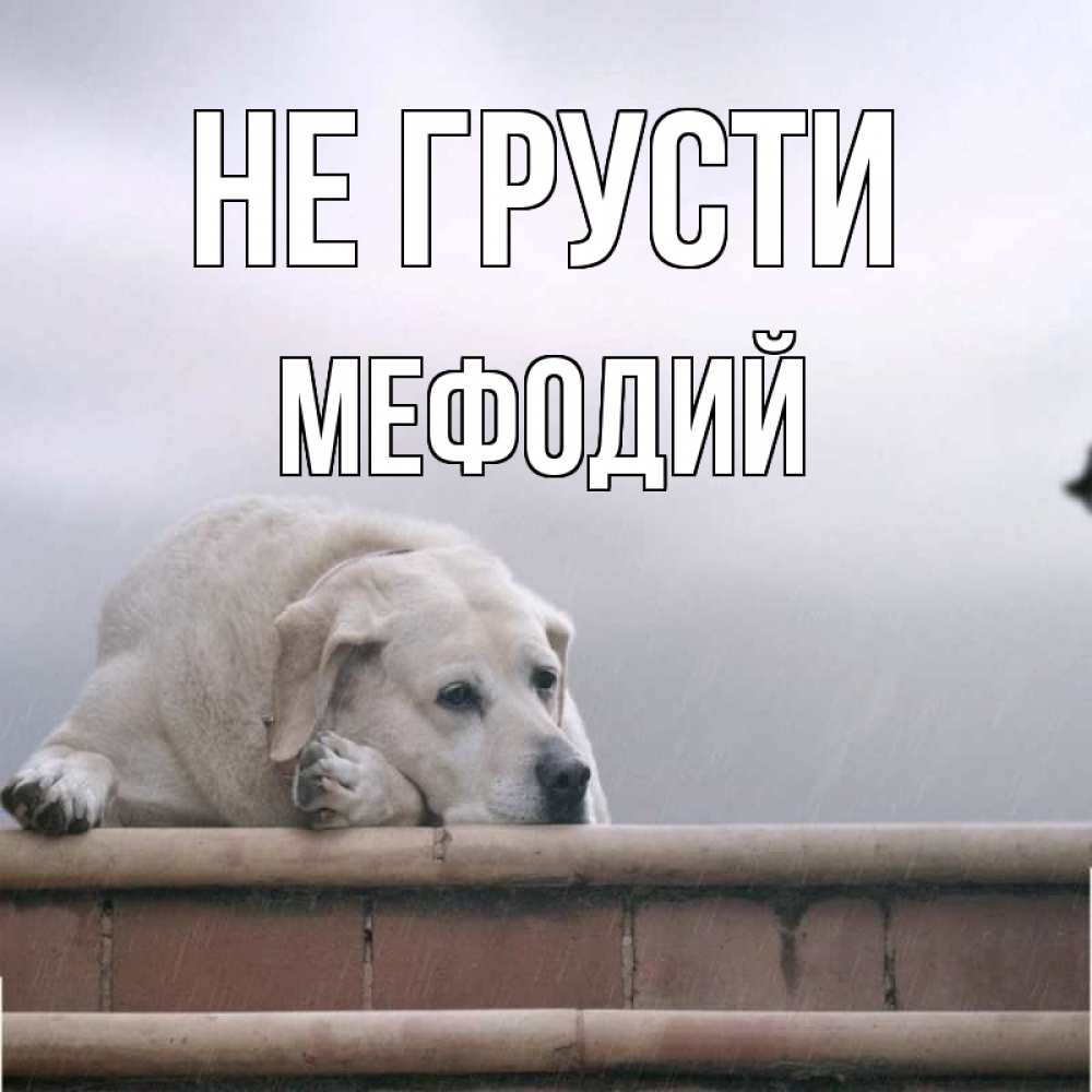 Открытка на каждый день с именем, Мефодий Не грусти белый пес 1 Прикольная открытка с пожеланием онлайн скачать бесплатно 